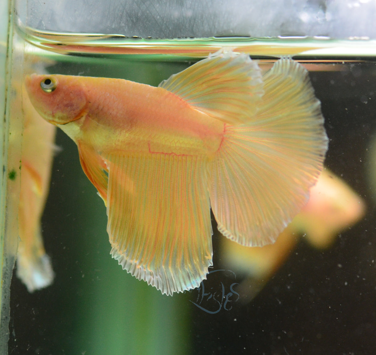 Gold Delta-tail Male