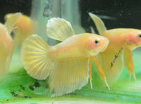 24K Gold HMPK Male