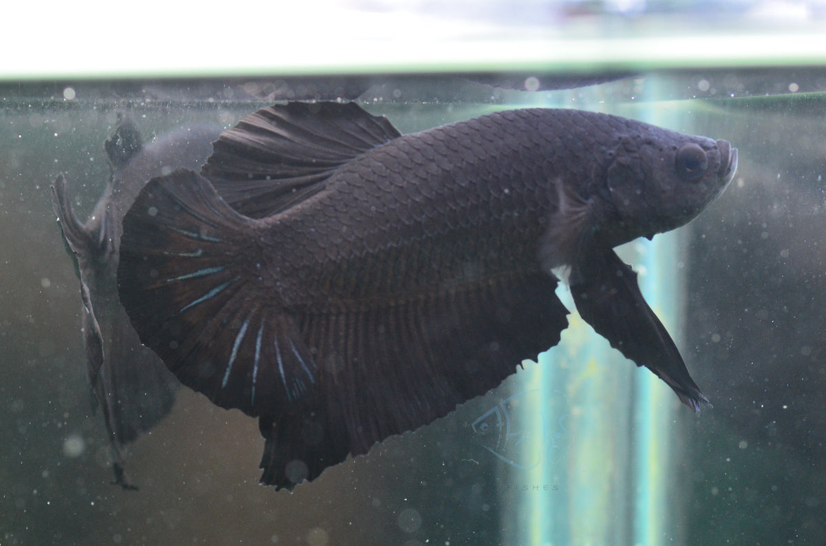 Black HMPK Male