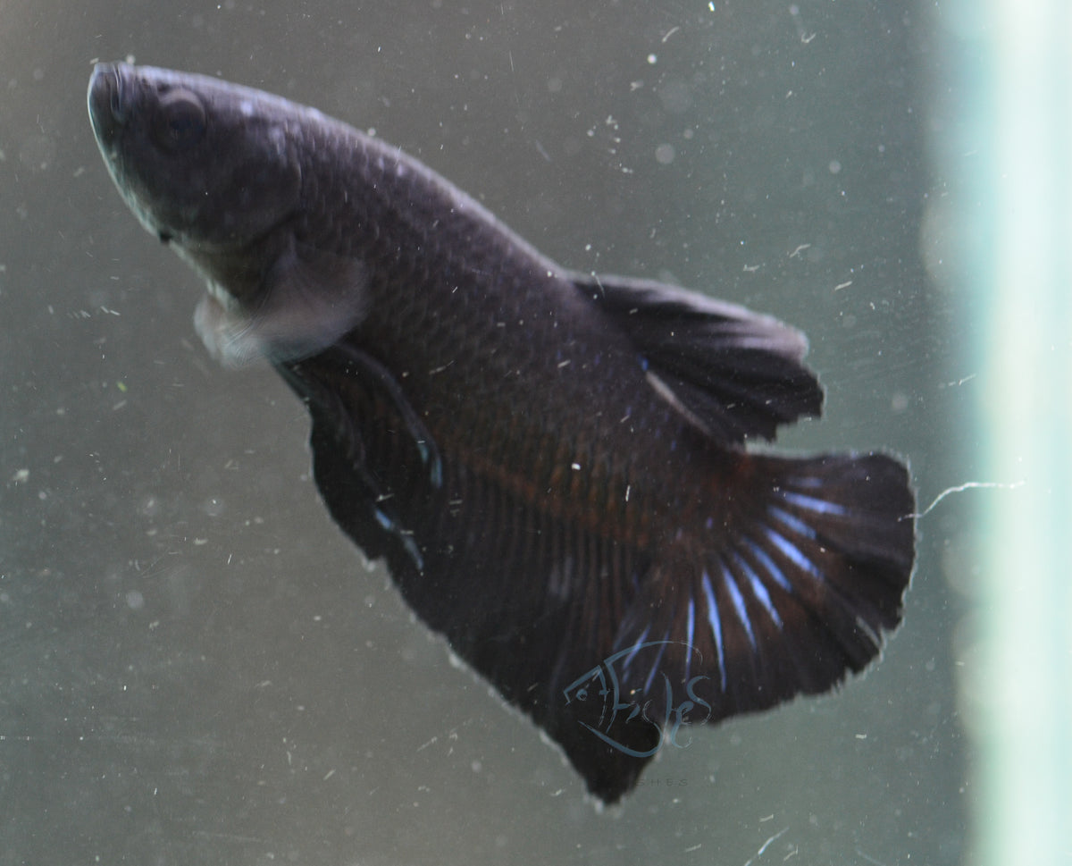 Black HMPK Male