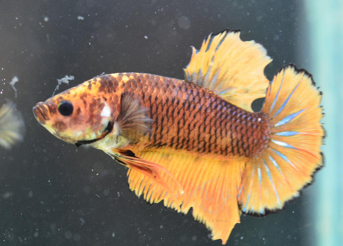 Yellow Tiger HMPK Male