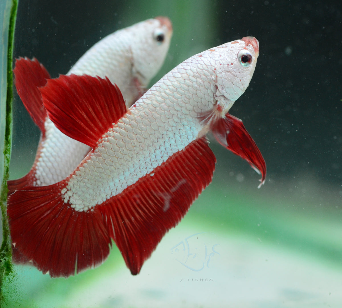 Red Dragon HMPK Male