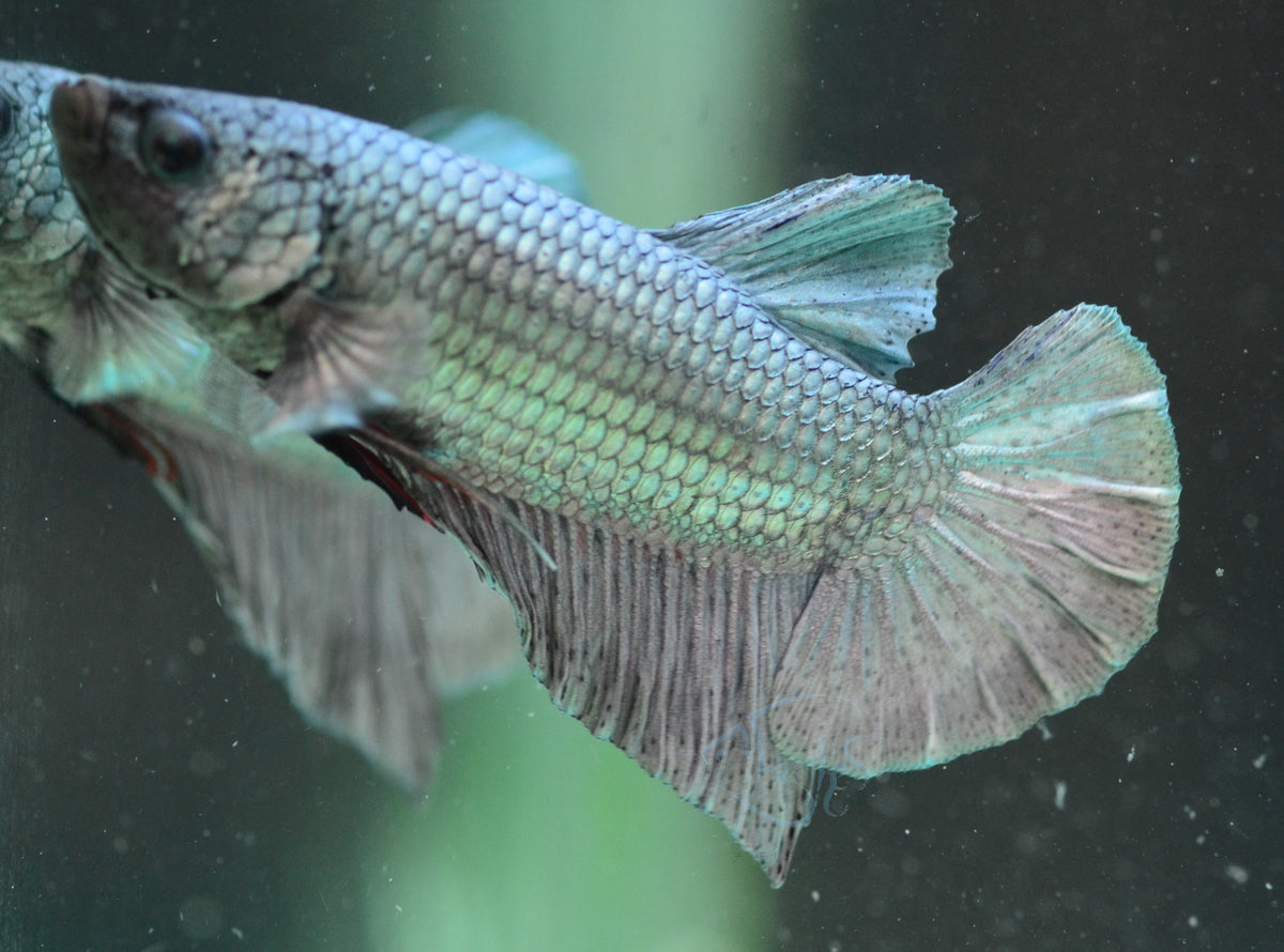 Copper HMPK Male