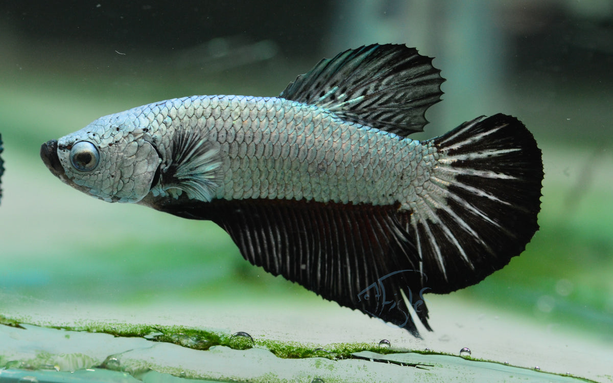 Black Dragon HMPK Male
