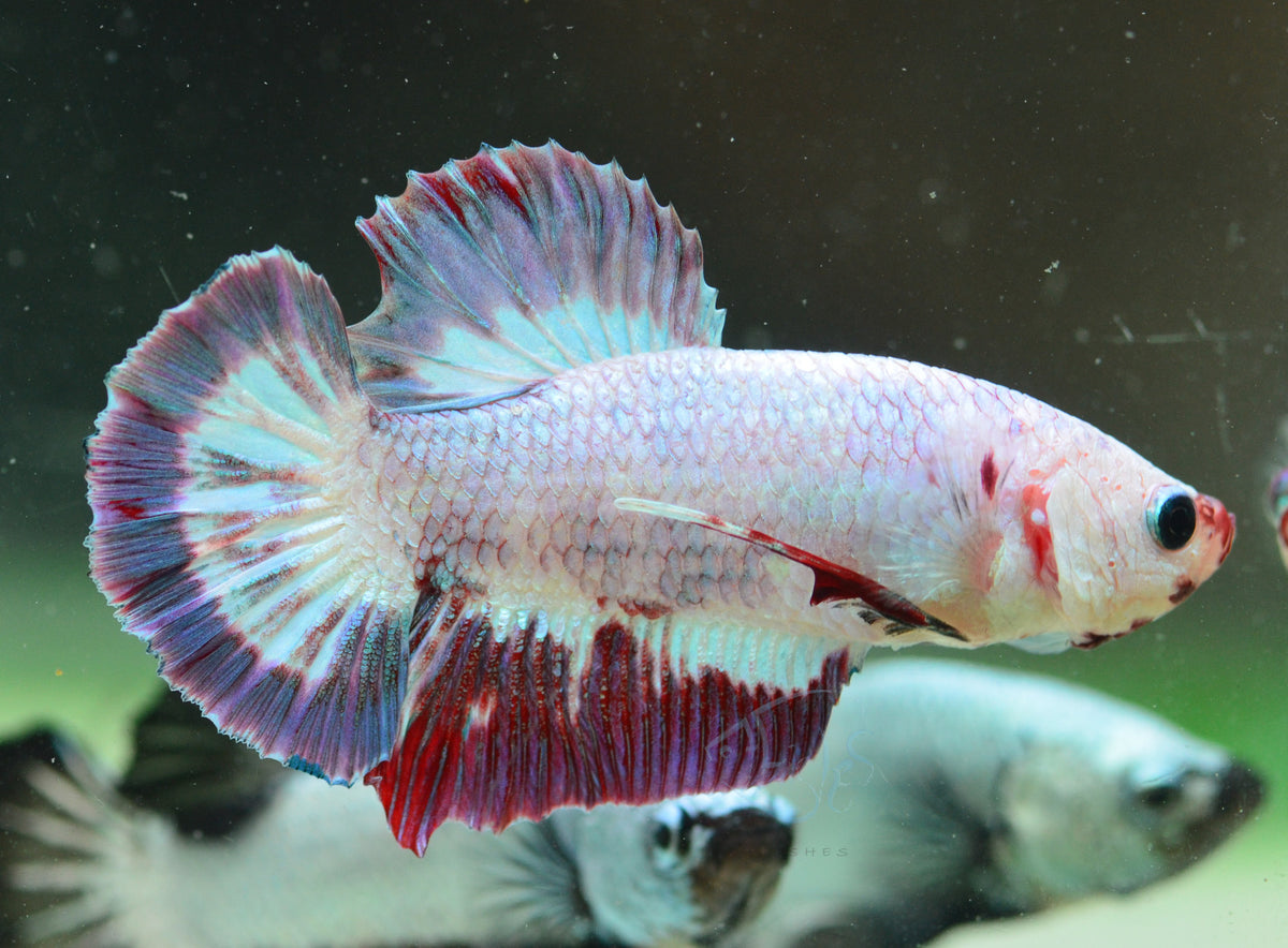 Iridescent Purple HMPK Male