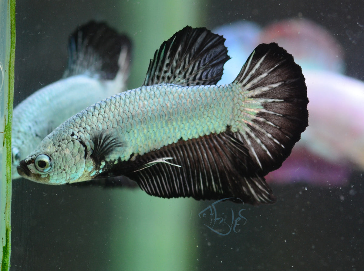 Black Dragon HMPK Male