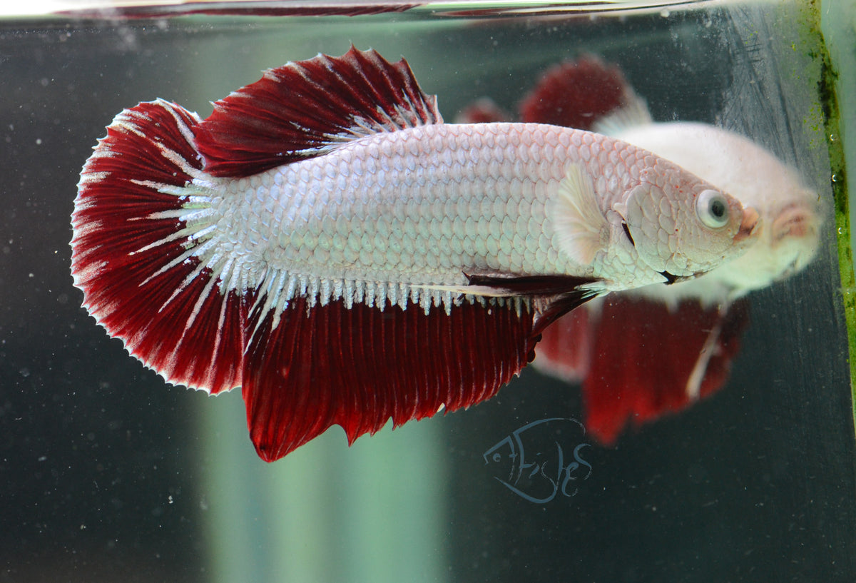 Red Dragon HMPK Male