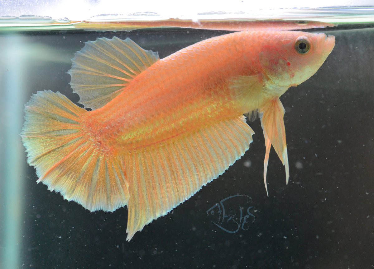 Gold HMPK Male