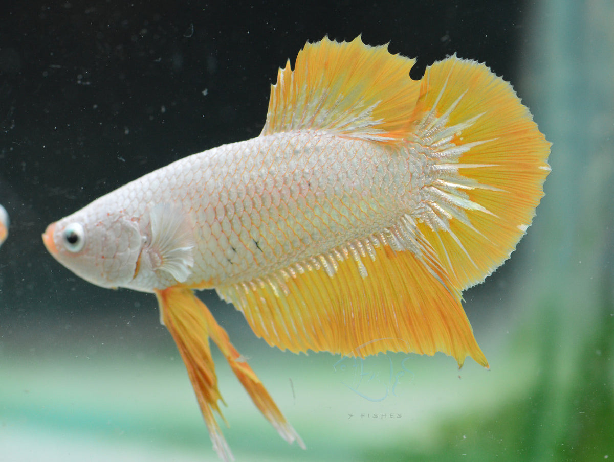 Yellow Dragon HMPK Male