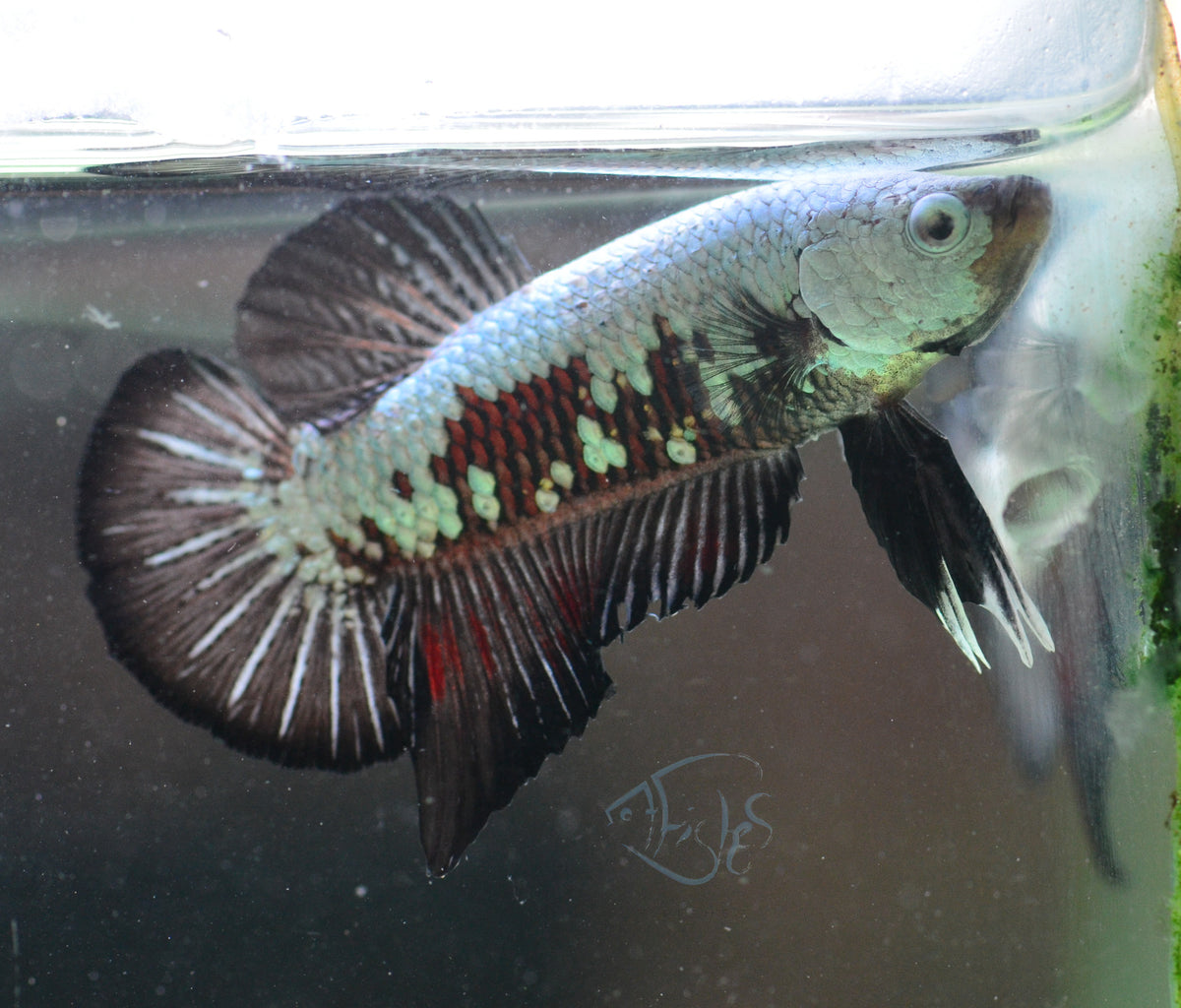 Black Samurai HMPK Male