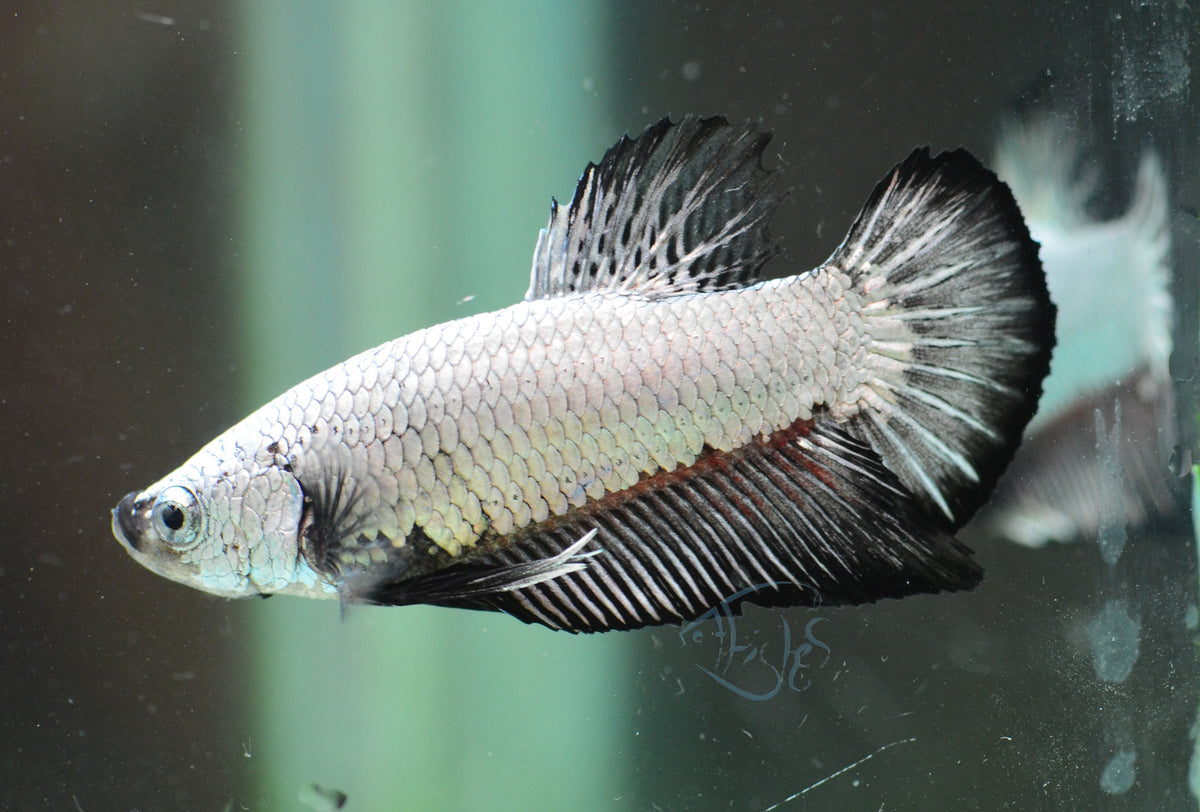 Black Dragon HMPK Male