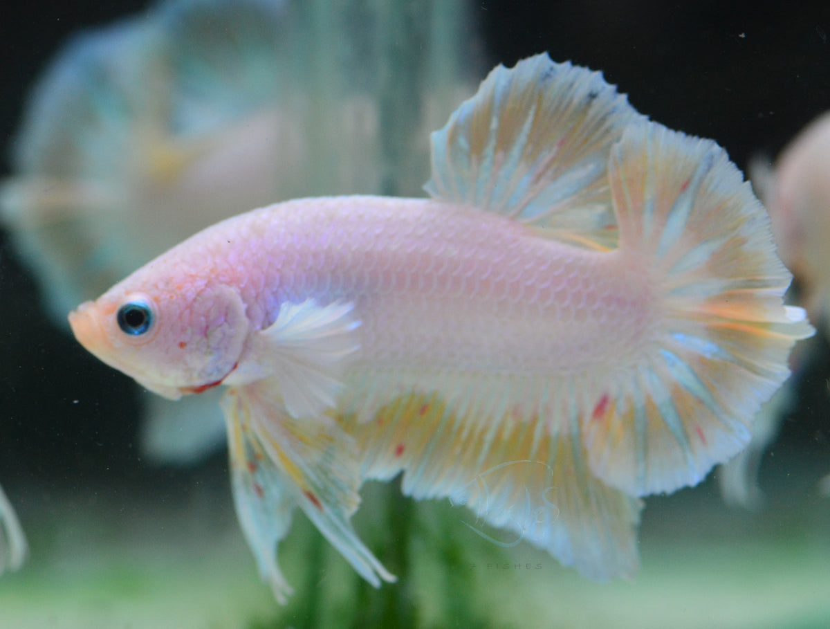 Pastel Yellow HMPK Male