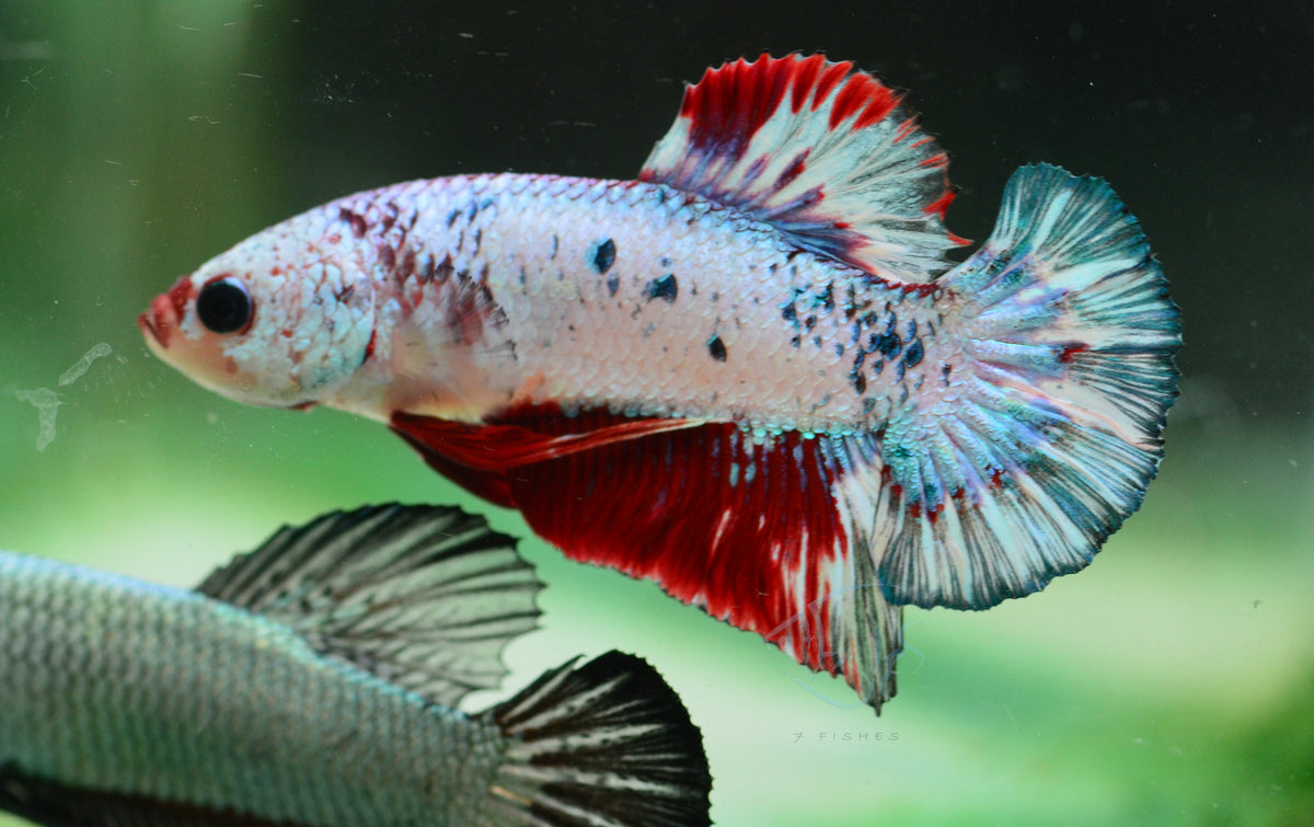 Fancy HMPK Male