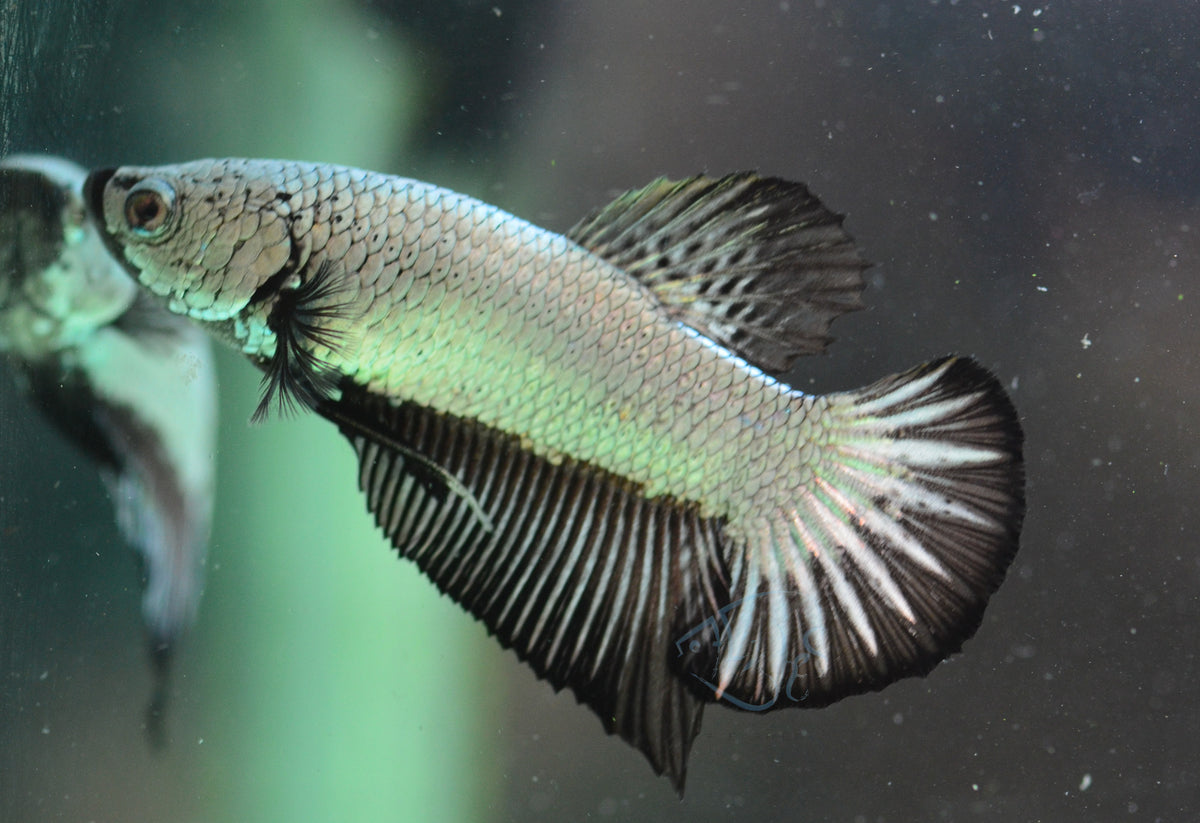 Black Dragon HMPK Male