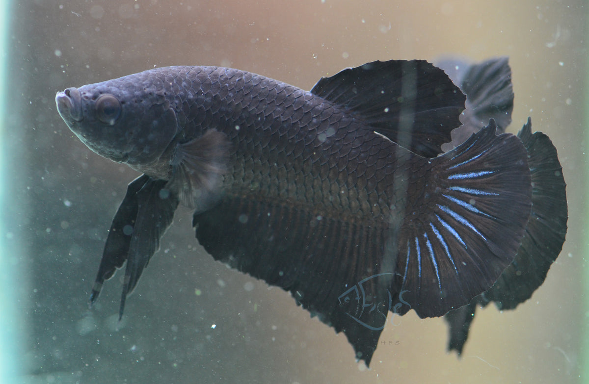 Black HMPK Male