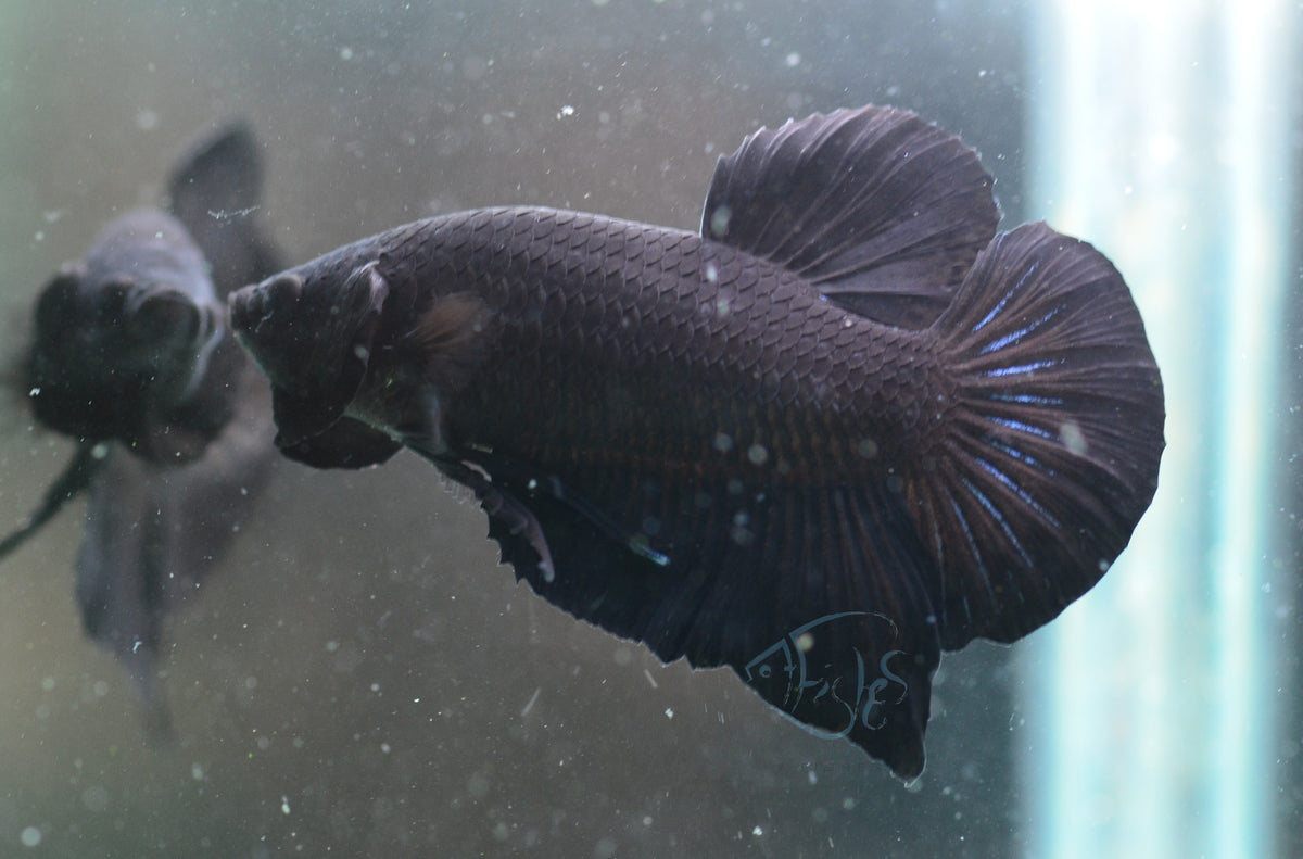 Black HMPK Male