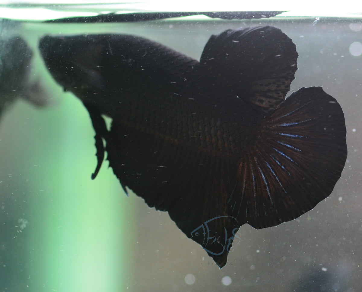 Black HMPK Male