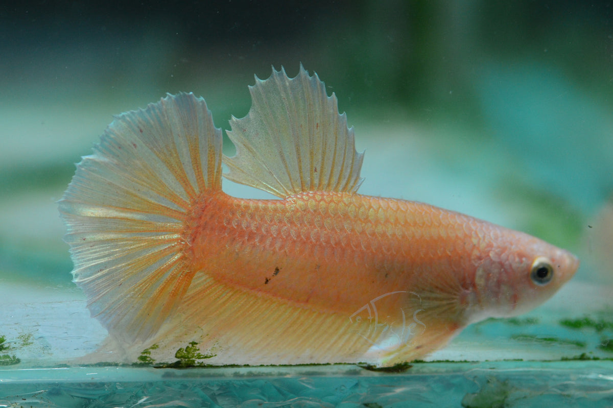 Gold HMPK Male