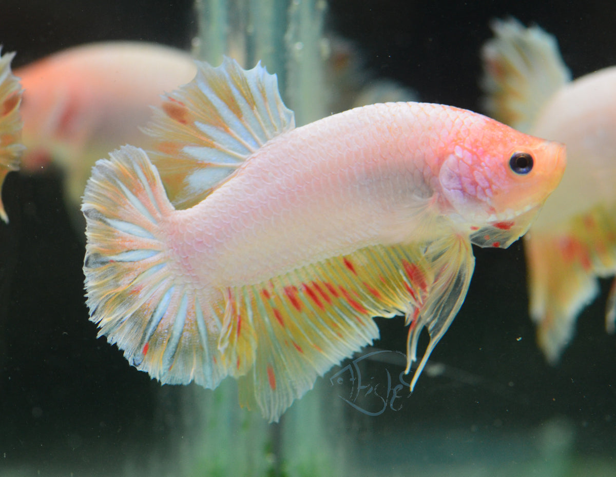 Yellow Vsnda HMPK Male
