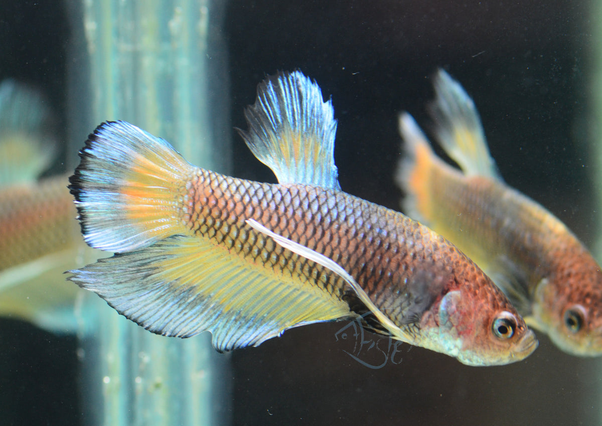 Pineapple HMPK Male