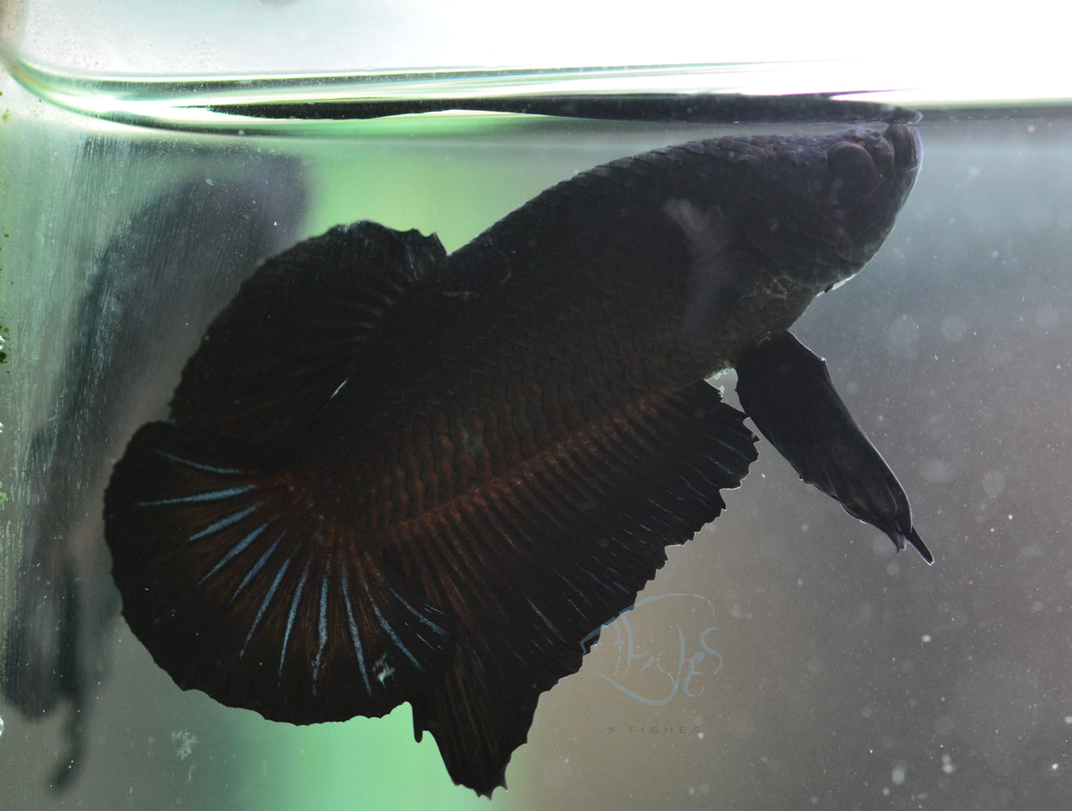 Black HMPK Male