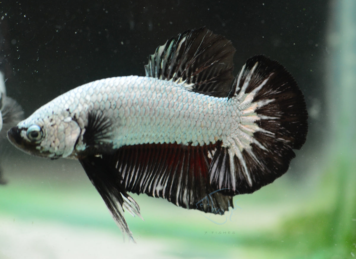Black Dragon HMPK Male