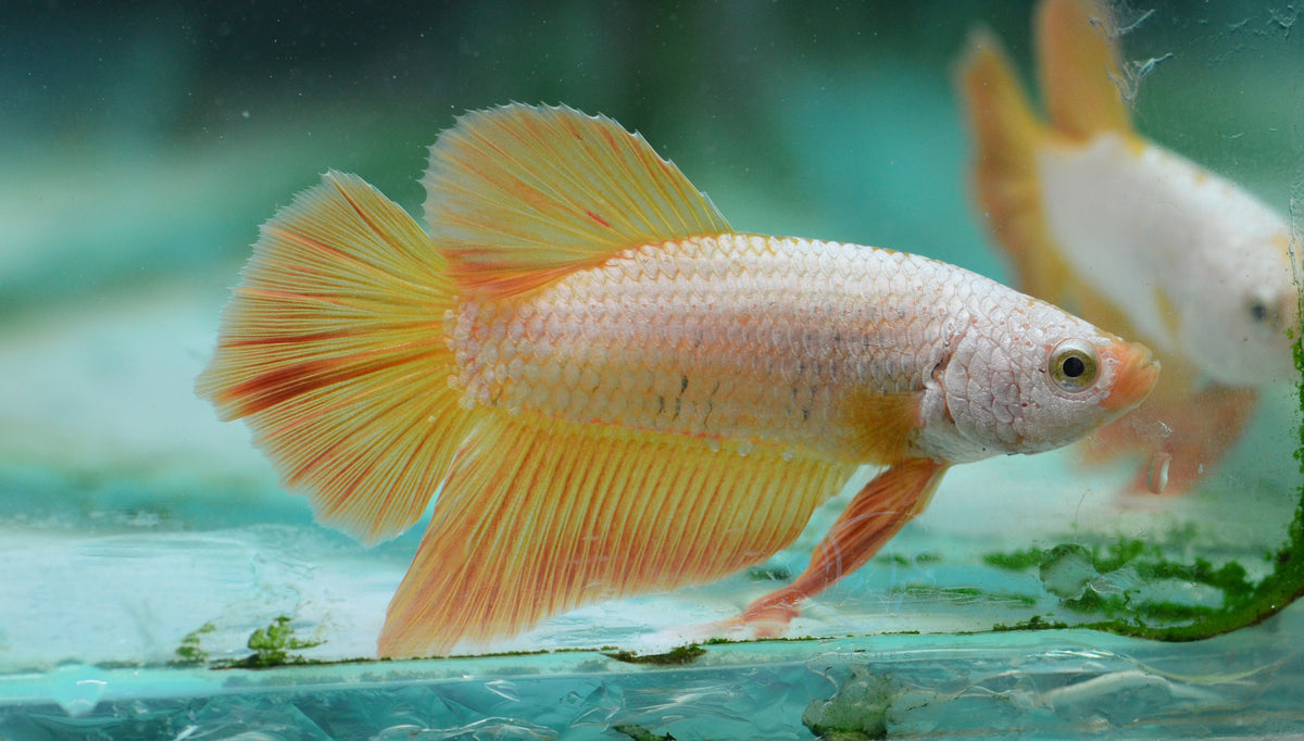 Yellow Dragon HMPK Male