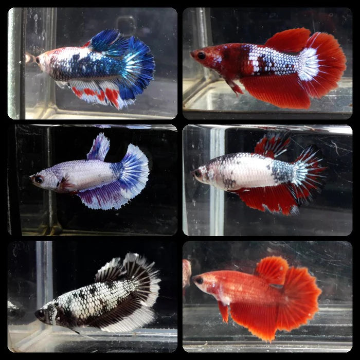 Assorted Halfmoon Female