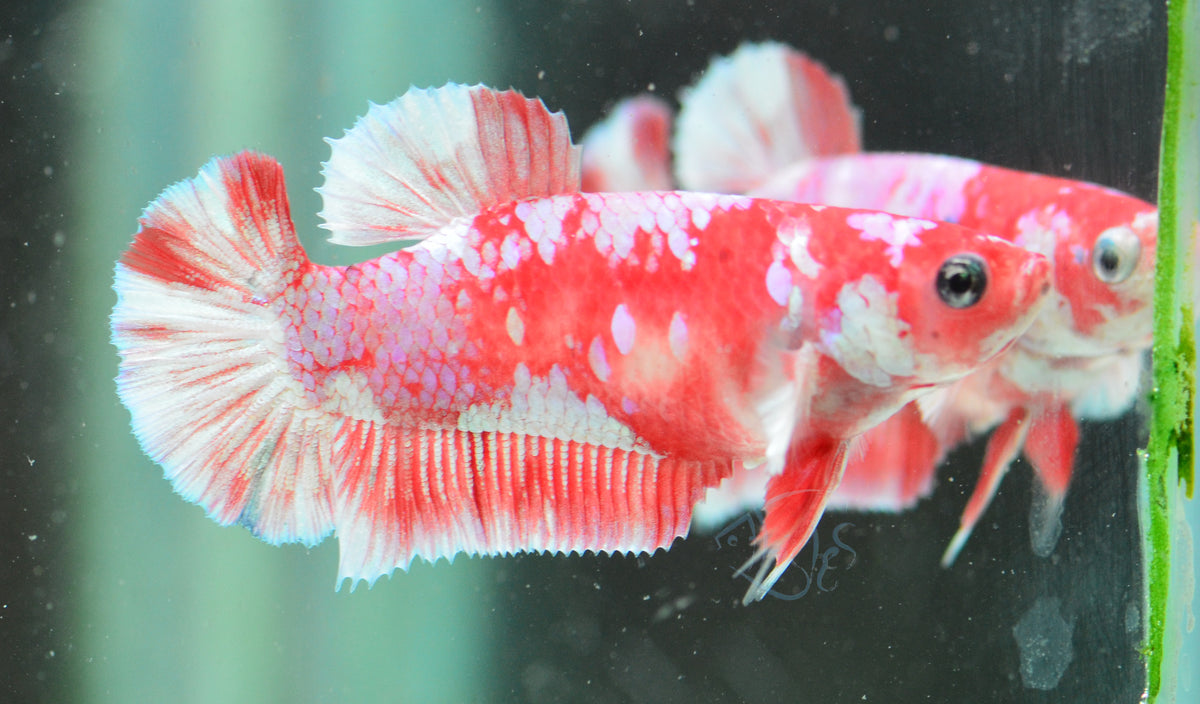 Red Snow Galaxy (Barongsai) HMPK Female