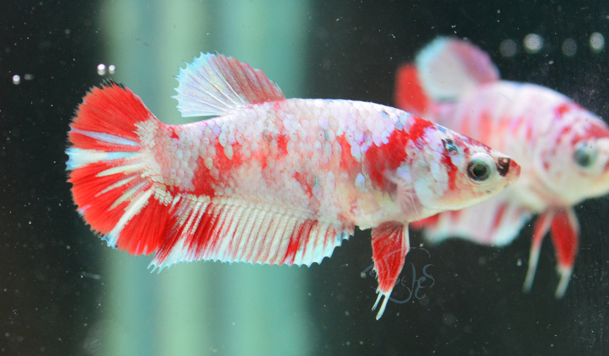 Red Snow Galaxy (Barongsai) HMPK Female