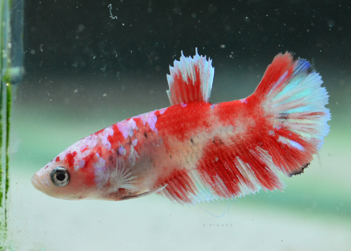 Red Snow Galaxy (Barongsai) HMPK Female