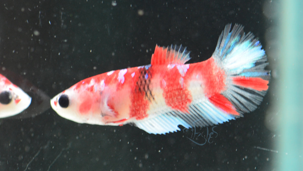Red Snow Galaxy (Barongsai) HMPK Female