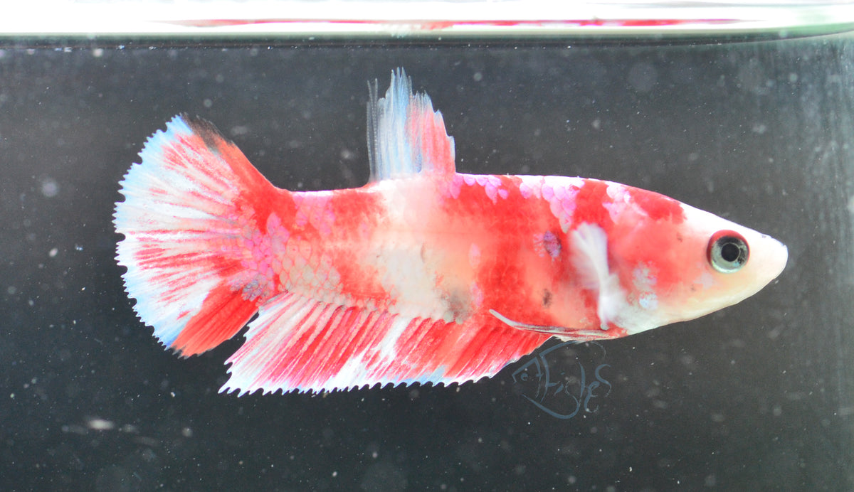 Red Snow Galaxy (Barongsai) HMPK Female