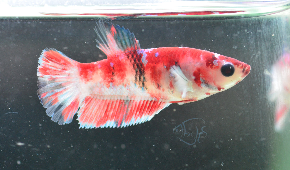 Red Snow Galaxy (Barongsai) HMPK Female