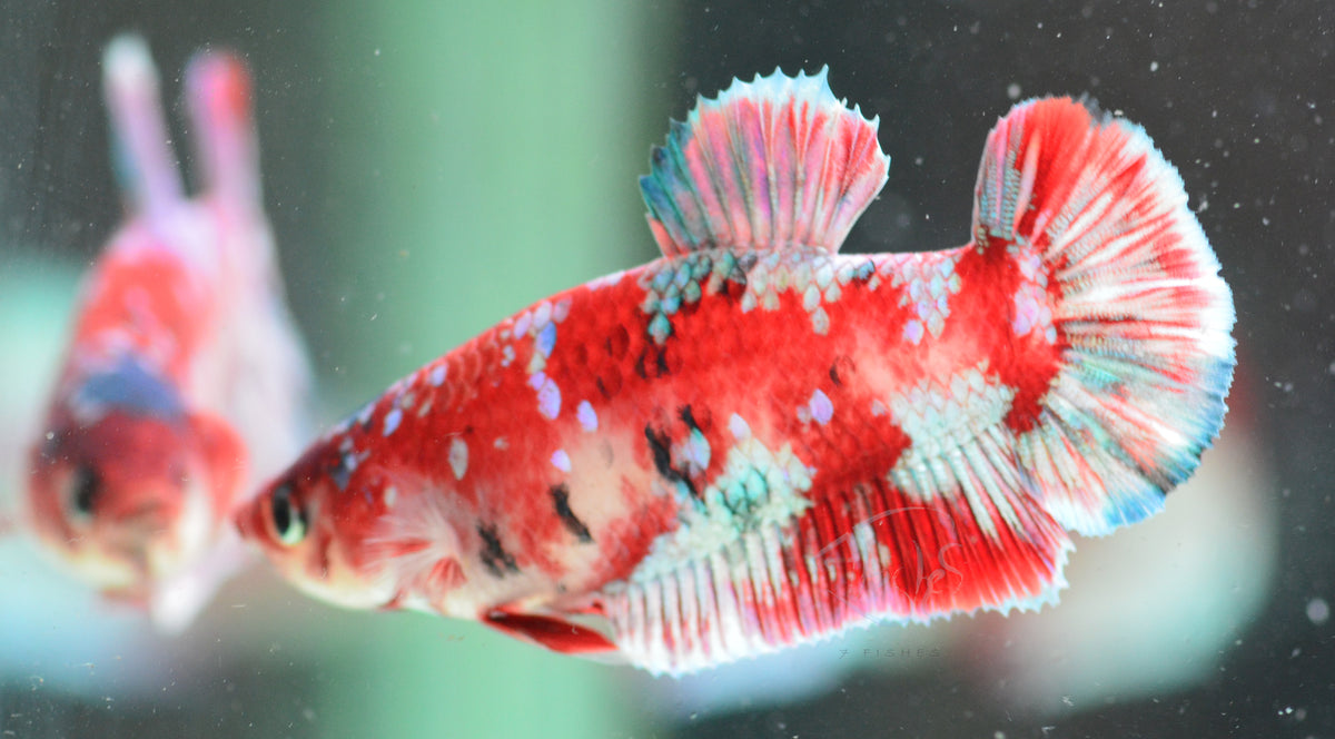 Red Snow Galaxy (Barongsai) HMPK Female
