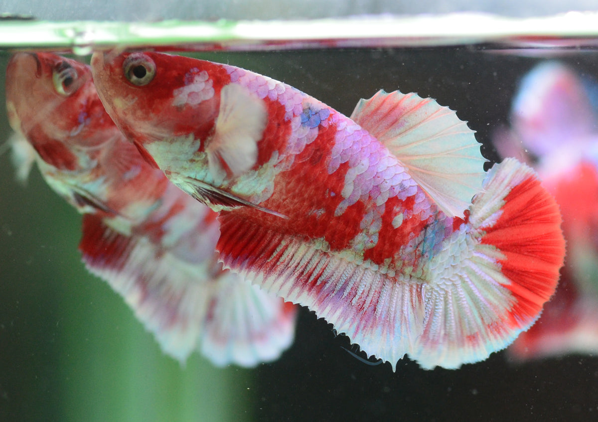 Red Snow Galaxy (Barongsai) HMPK Female
