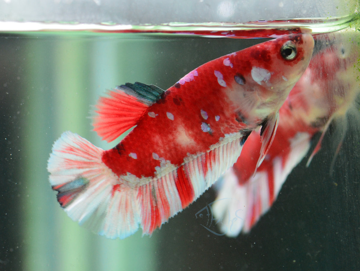 Red Snow Galaxy (Barongsai) HMPK Female