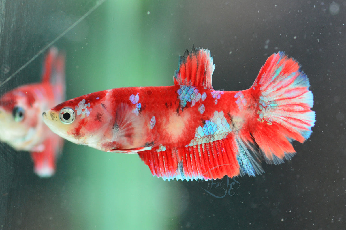 Red Galaxy HMPK Female