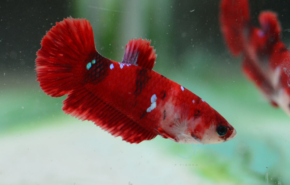 Red Snow Galaxy (Barongsai) HMPK Female