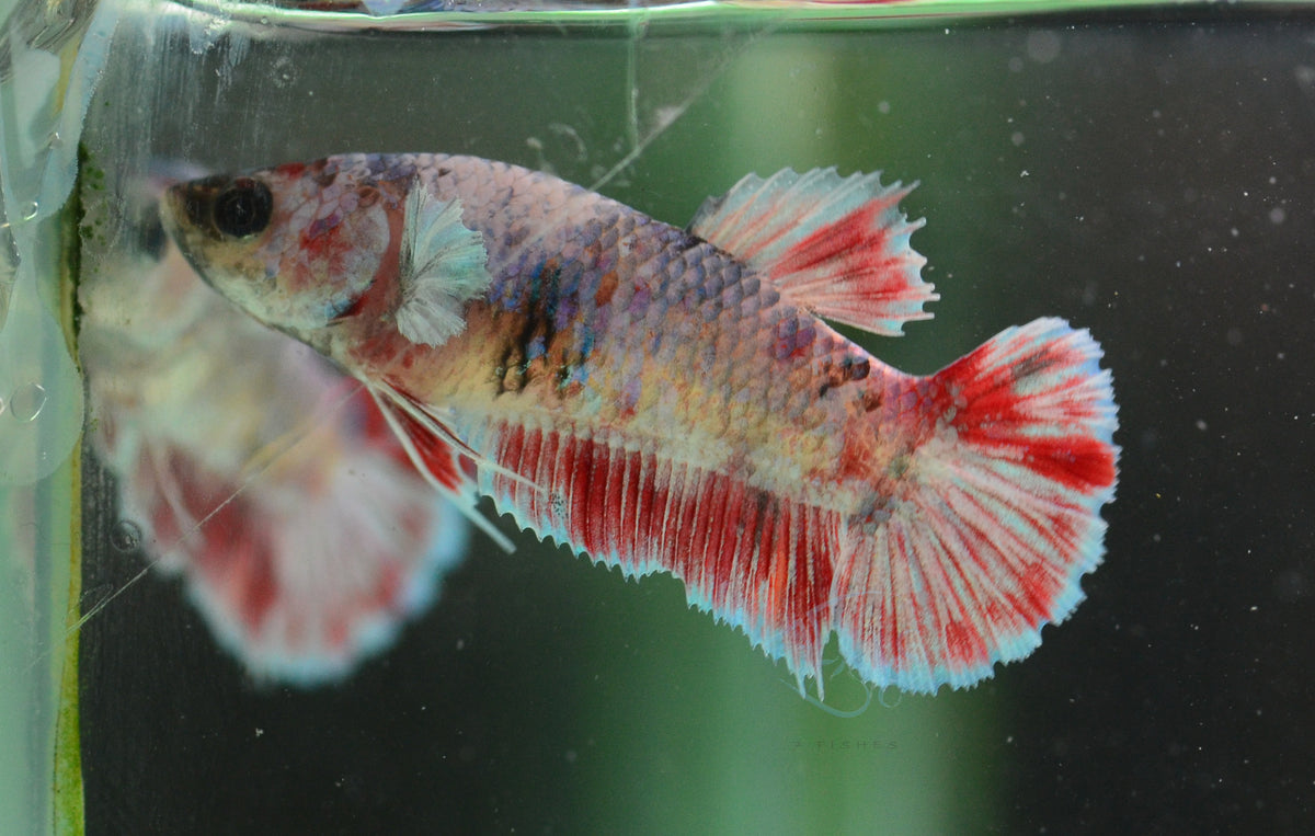 Red Snow Galaxy (Barongsai) HMPK Female