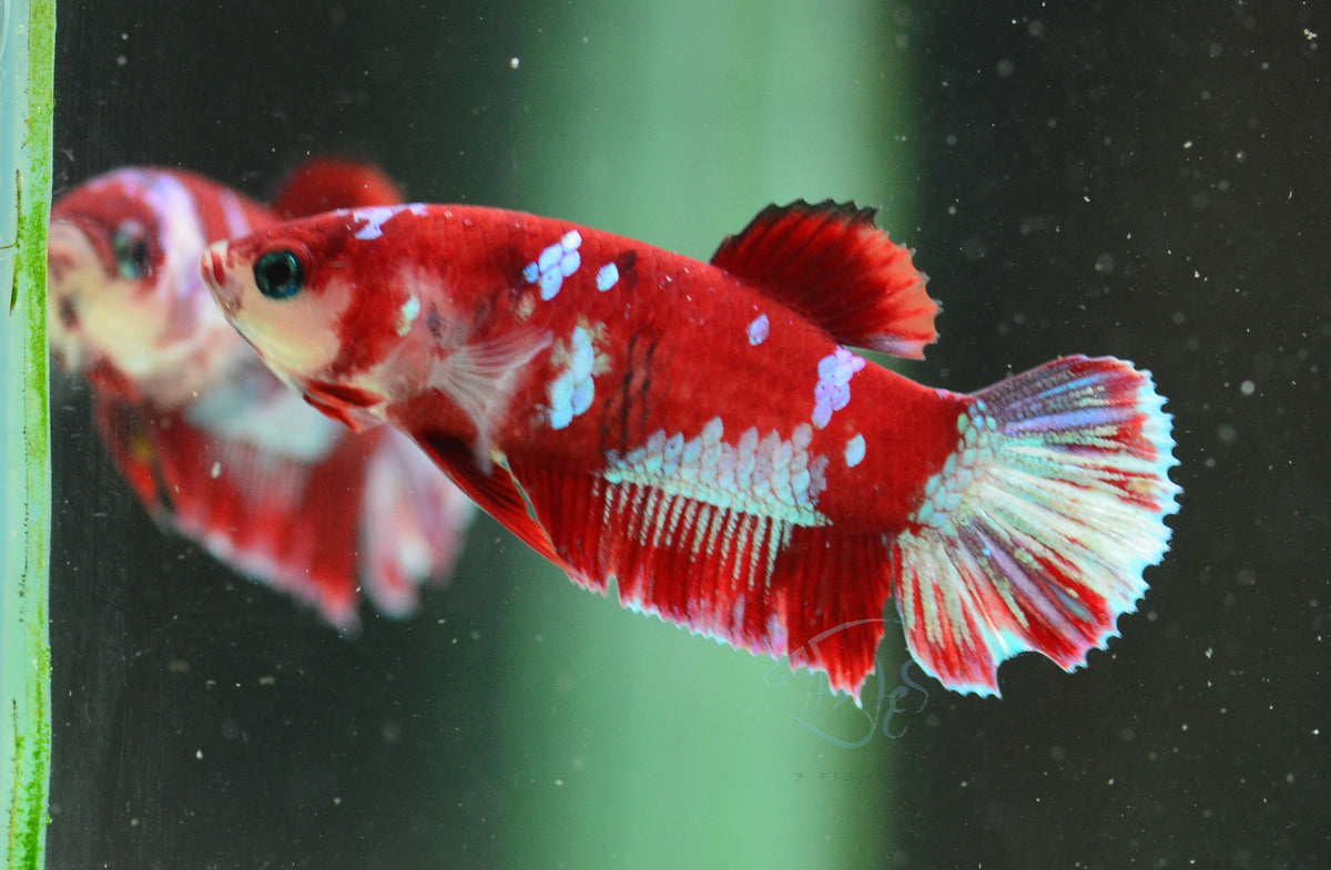 Red Snow Galaxy (Barongsai) HMPK Female