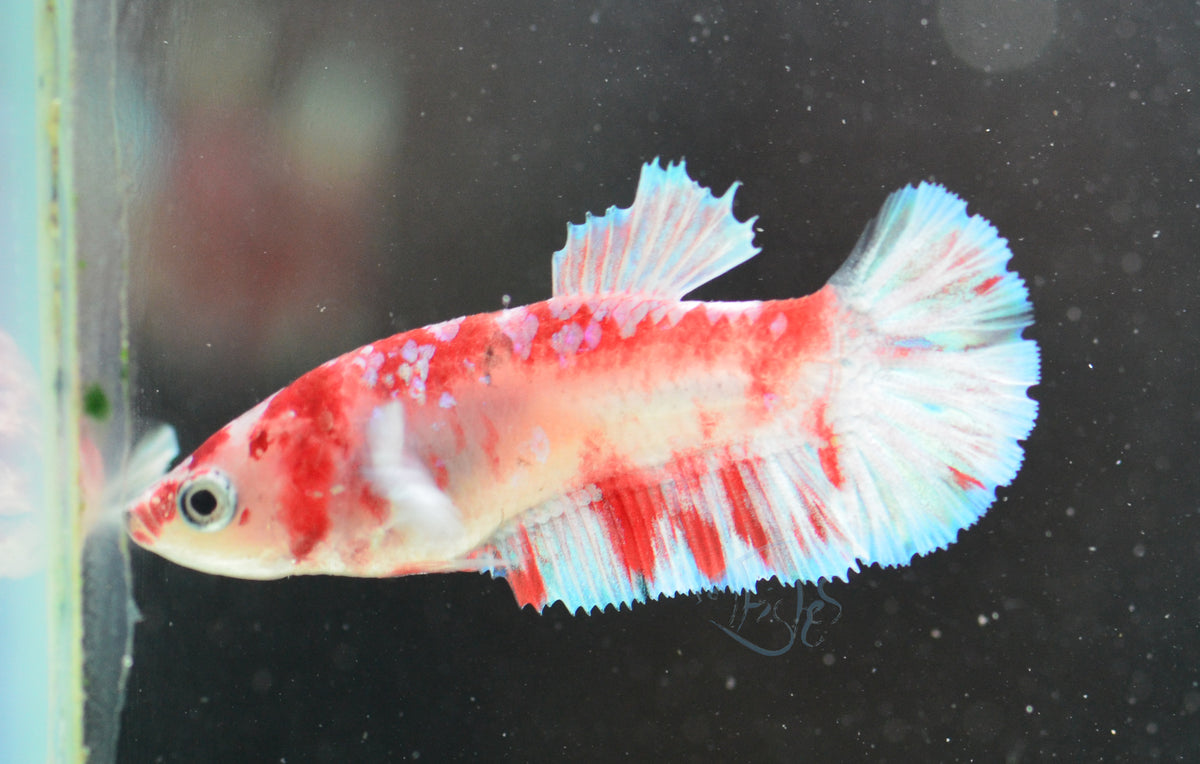 Red Snow Galaxy (Barongsai) HMPK Female