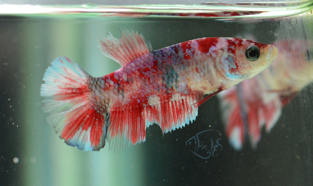 Red Snow Galaxy (Barongsai) HMPK Female