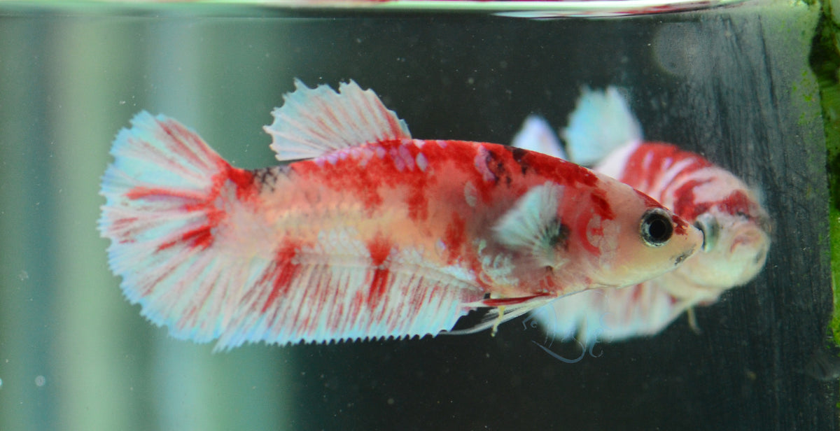 Red Snow Galaxy (Barongsai) HMPK Female