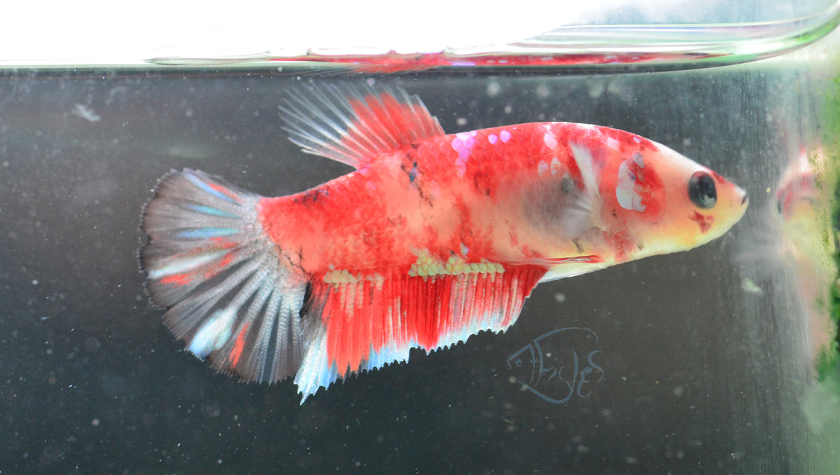 Red Snow Galaxy (Barongsai) HMPK Female