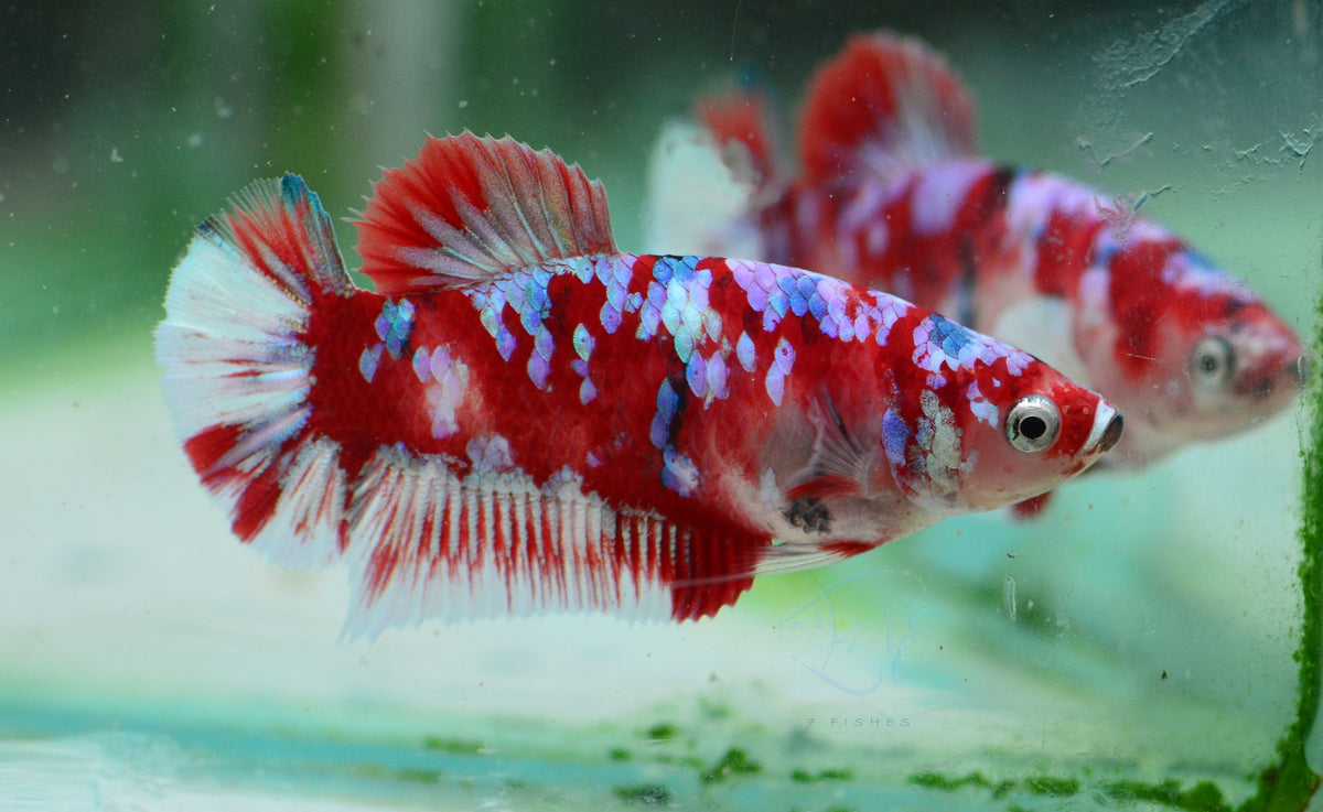 Red Snow Galaxy (Barongsai) HMPK Female