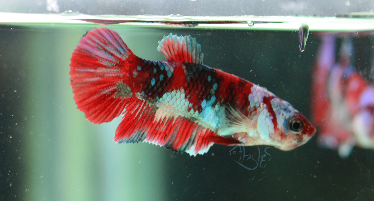 Red Galaxy HMPK Female