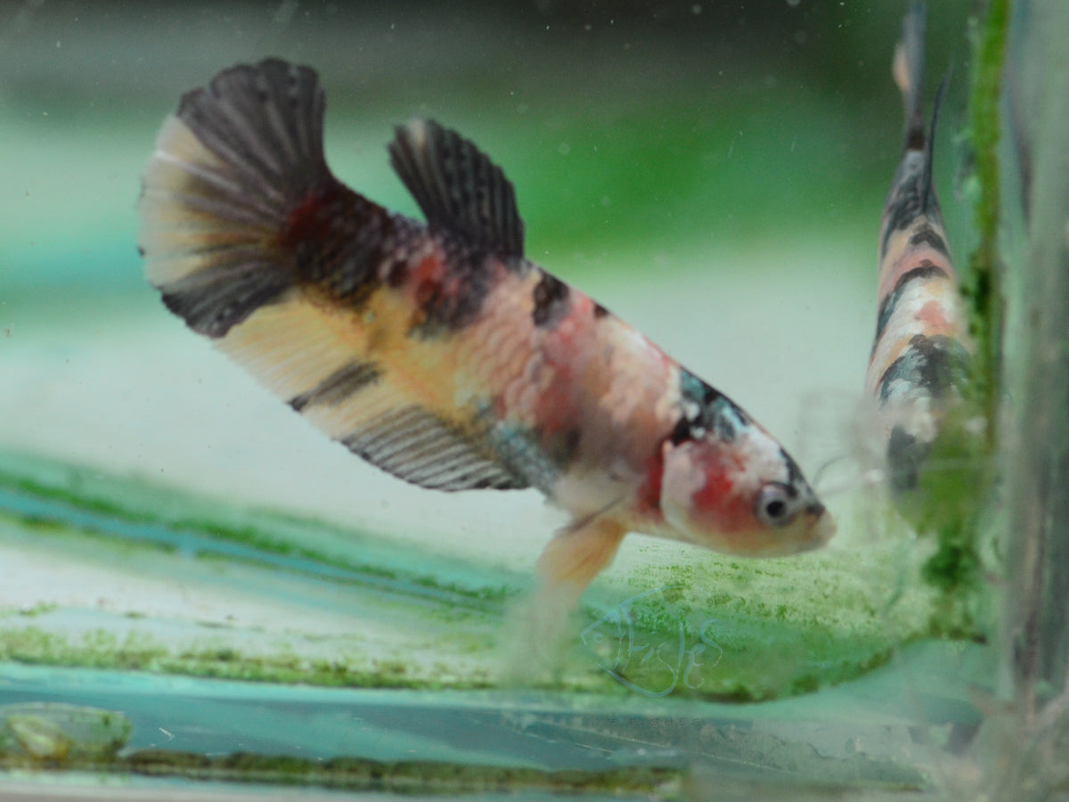 Copper Yellow Galaxy HMPK Female