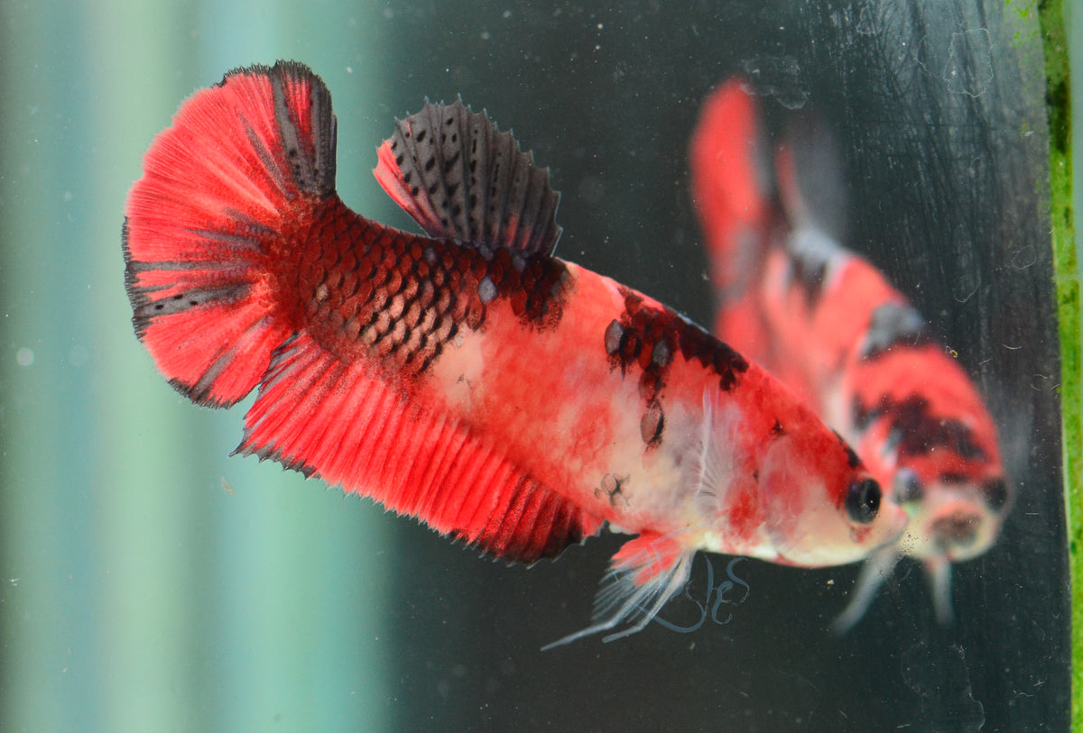 Red Tiger HMPK Female