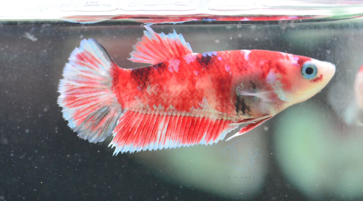 Red Snow Galaxy (Barongsai) HMPK Female
